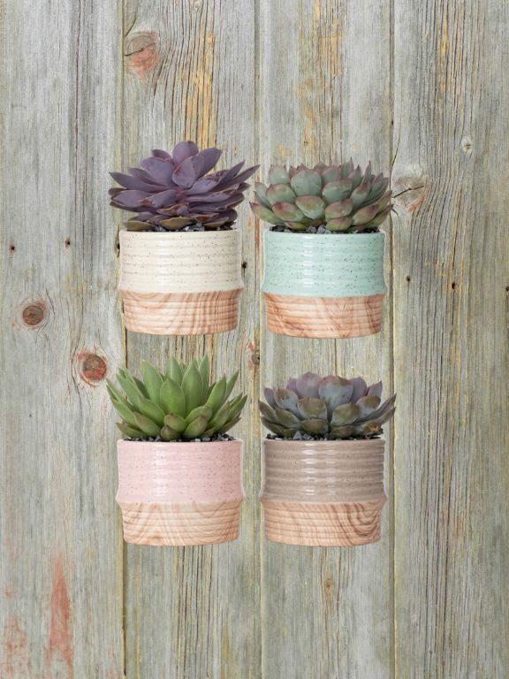 4" DRIP GLAZE SUCCULENT PLANT COMBO
